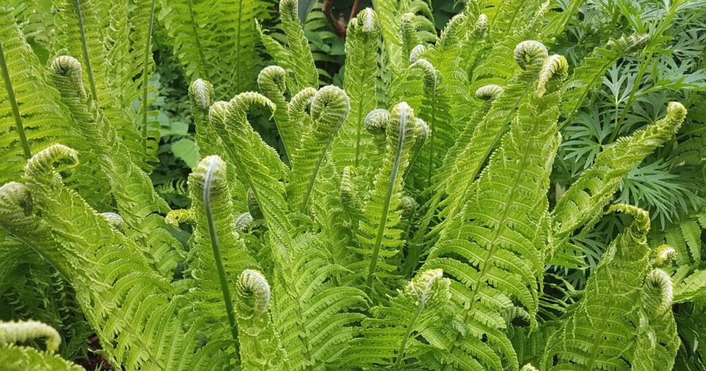 Long, light green leaves with rows of smaller leaves growing off the sides of each leaf stem. On the top of each one the leaves curl up.