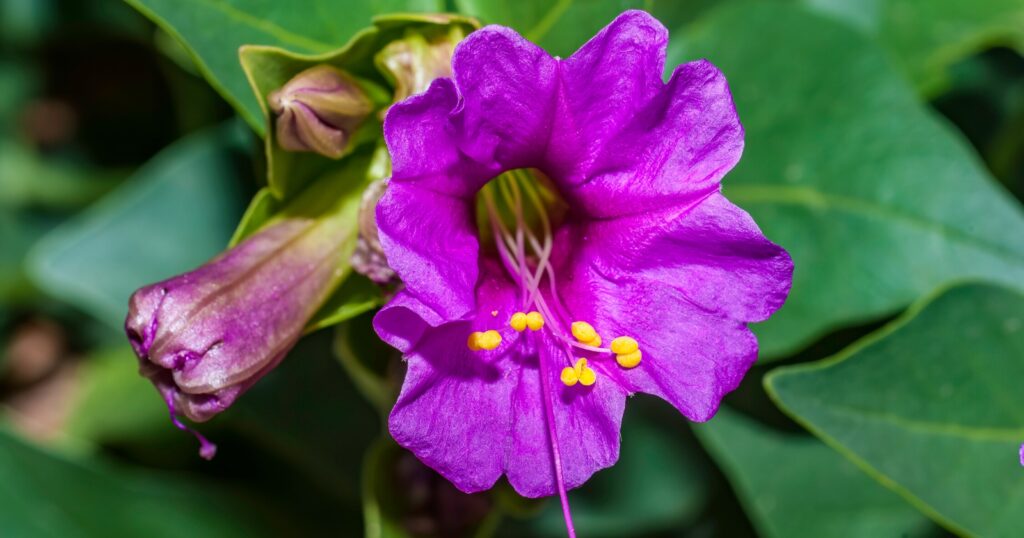 Close up of a pinkish purple flower with ruffled petals surrounding tall yellow stamen in the center.