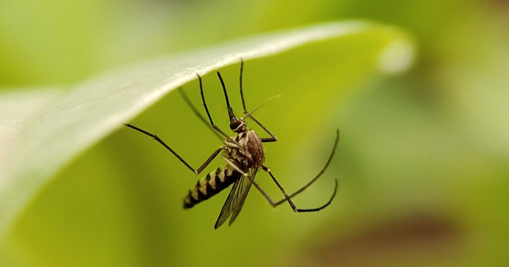 Close up of a mosquito clinging to a leaf upside down.