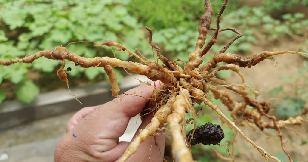Close up of a hand holding a plants root ball that has an infestation of microscopic worms on it.