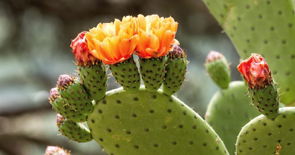 Large flat green cactus lobe with smaller lobes growing off the top of it that have small, bright orange, cup shaped, flowers growing out of them.