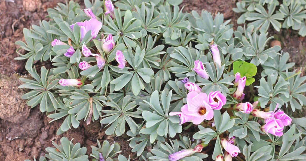 Close up of low growing light green leaves with pink curled up flowers nestled in the leaves.