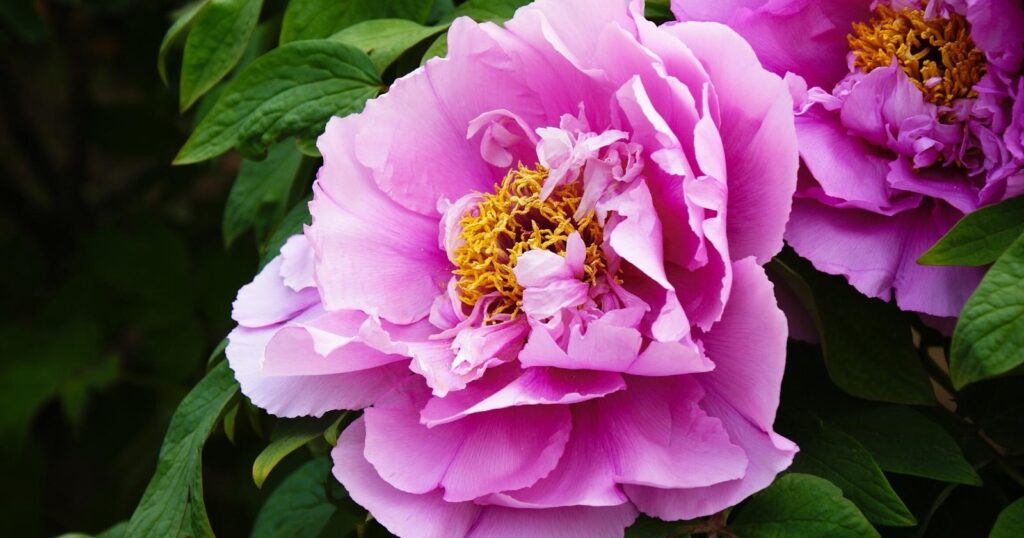 Large pink flower that has layers of large, ruffled, overlapping petals surrounding a spiky yellow center.