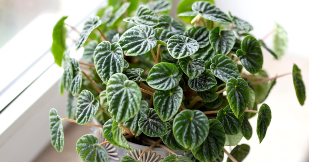Close up of potted plant sitting in front of a window. Plant has flat, small rounded, leaves with deep veining.
