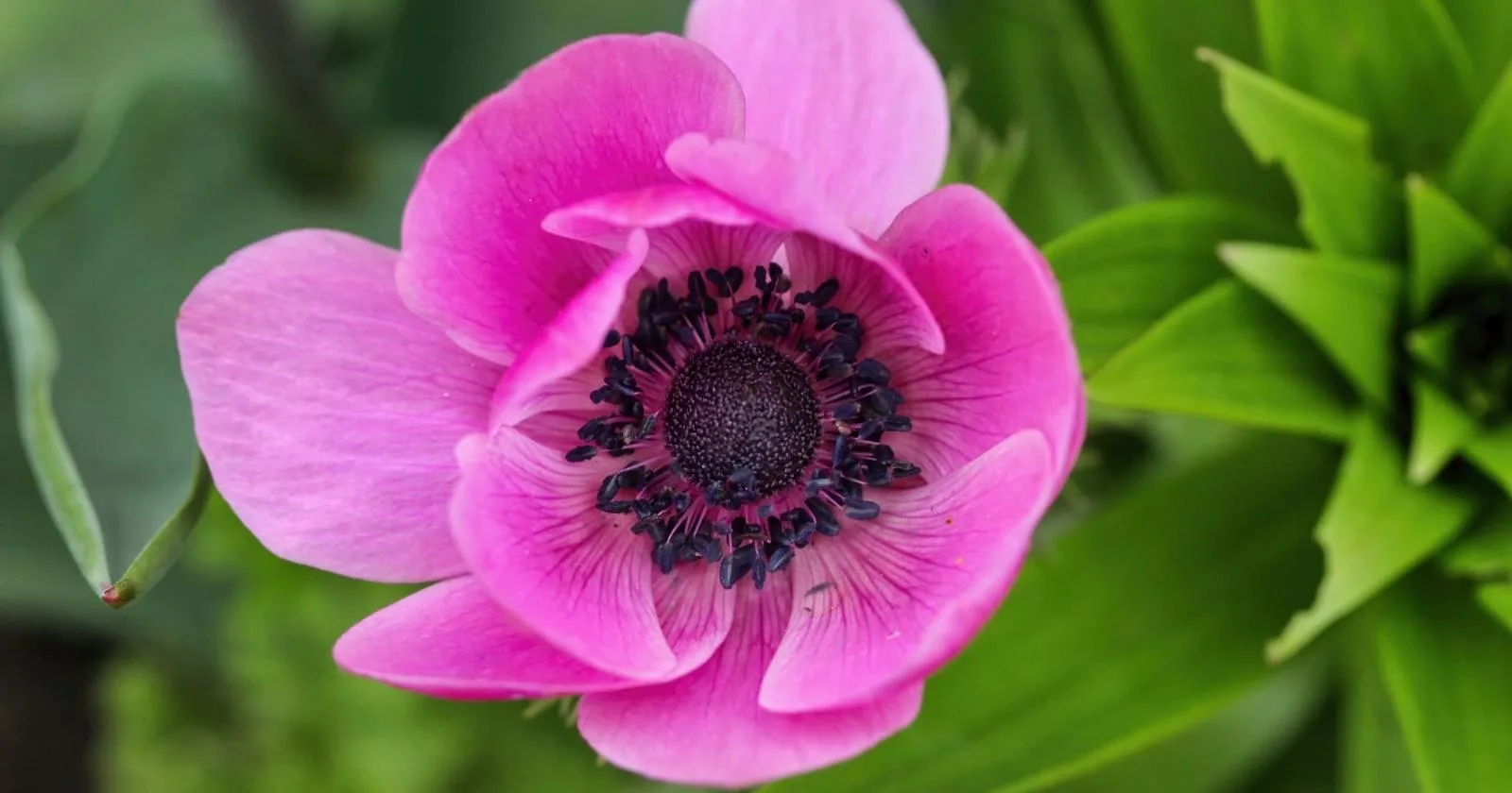 Pink Perennial Poppy Anemone Flower Blooming