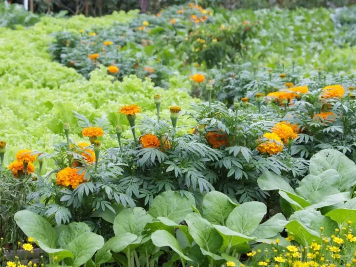 Planting Marigolds With Vegetables