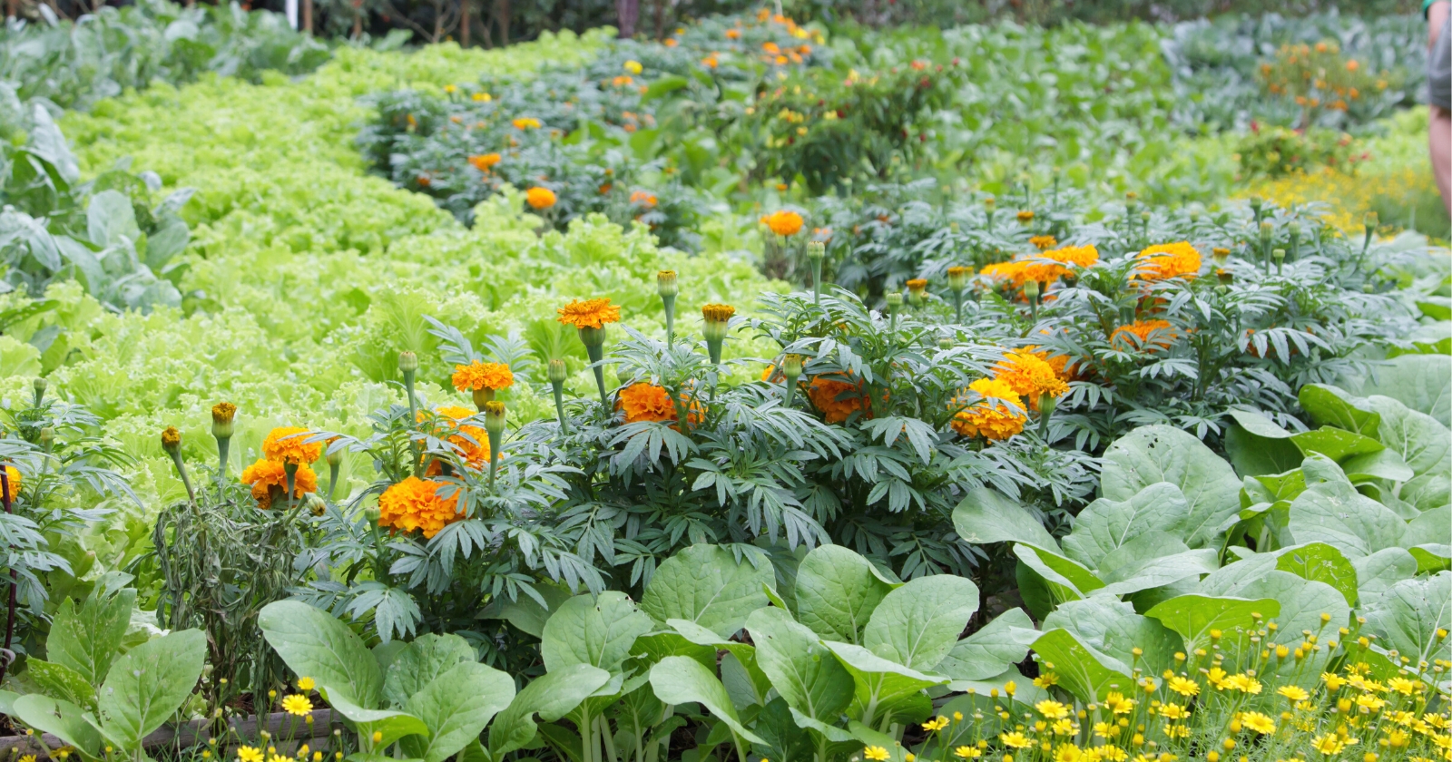 Planting Marigolds With Vegetables