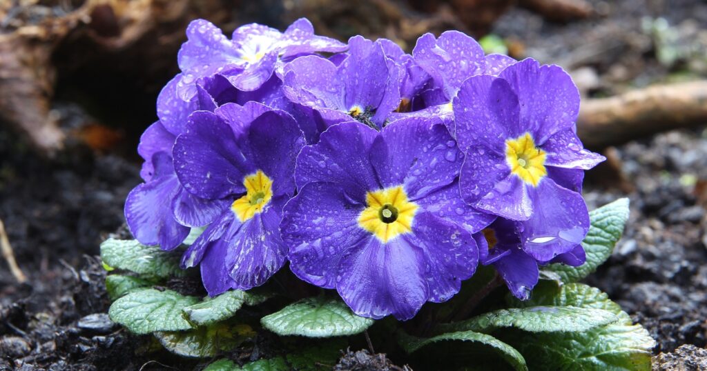 Close up of a small bunch of purple flowers growing in a patch on the ground. Each flower has six, round overlapping, purple petals with a yellow center.