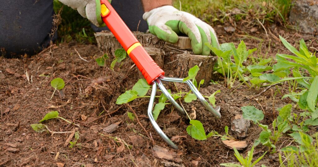 Close up of hands holding a small gardening tool to rake up weeds from dirt.