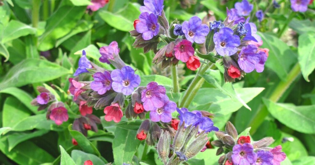 Clusters of blue, purple and red trumpet shaped flowers growing on the tops of fuzzy green stems.