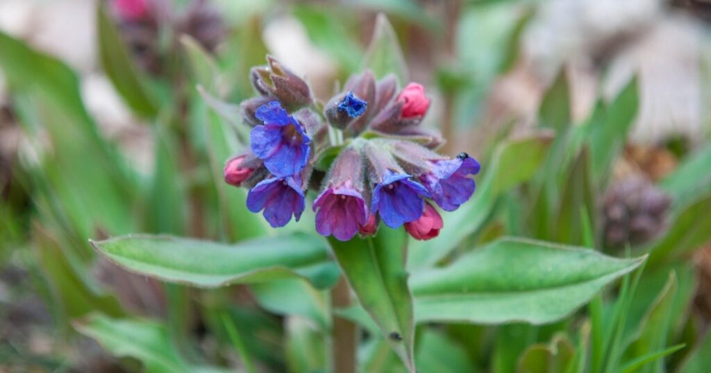 Flower stems that has several small blue, purple and pink bell shaped flowers growing from it.