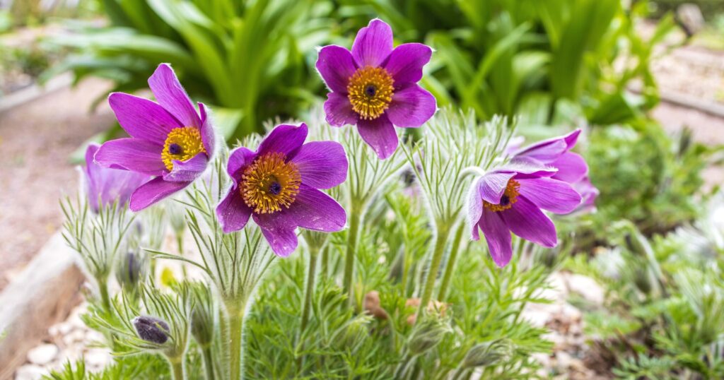 Four purple flowers growing out of a tuft of grass. Each flower has six, oval shaped, purple petals surrounding a large spiky, yellow center.
