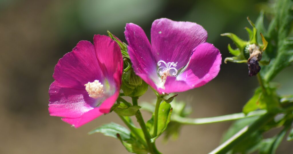 Close up of two pinkish-purple flowers that have five, fan shaped petals surrounding a tall, bushy, white stamen.
