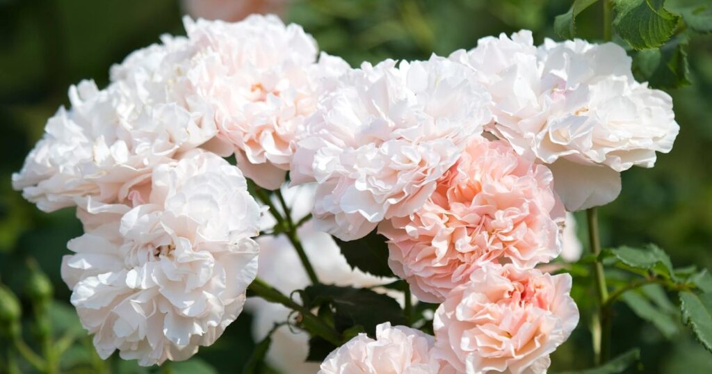 Cluster of several light pink flowers. Each flower is packed with layers of light pink, ruffled petals.