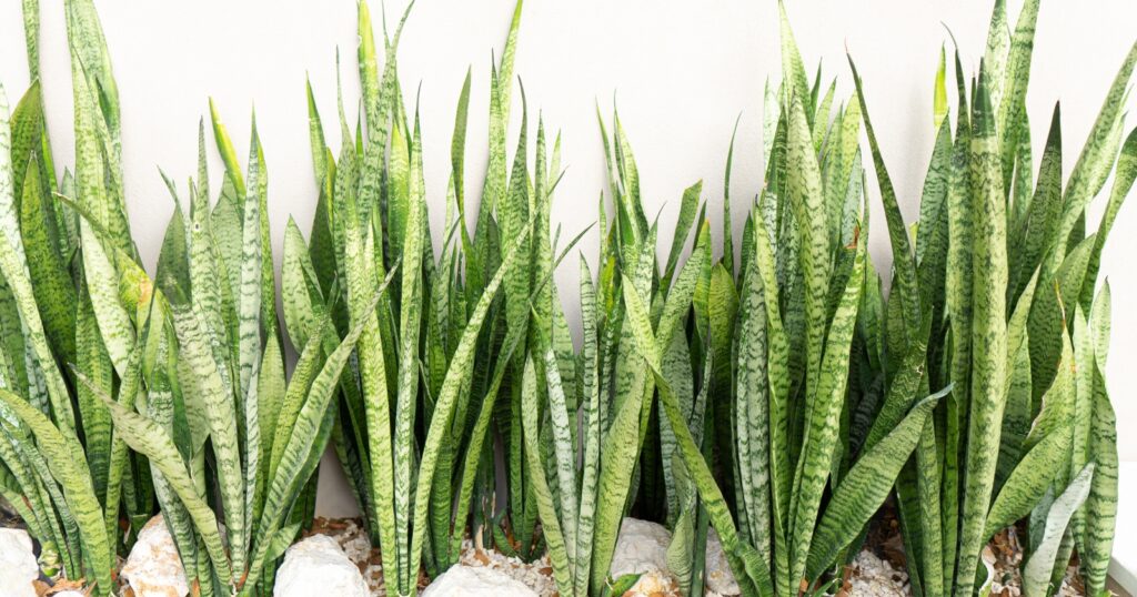 A row of tall plants that have long, single, leathery, mottled green leaves.