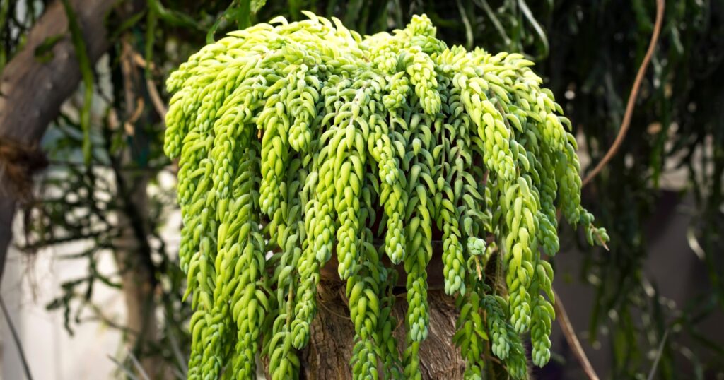 Tons of long stems draped over a tall planter. Each long stem is covered with tiny, round, thick leaves.