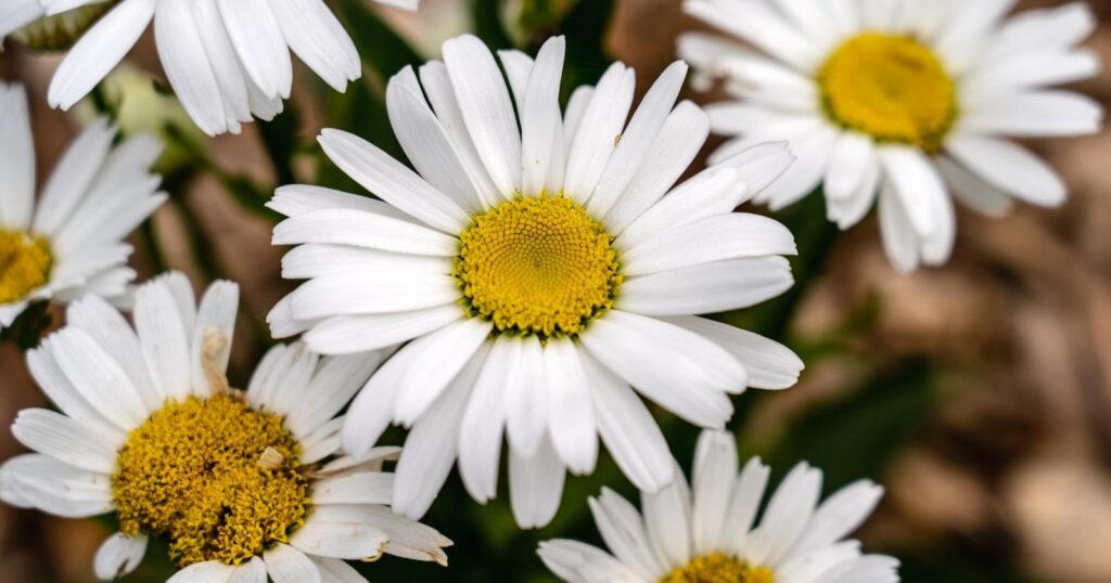 Close up of white flowers. Each flower has long, skinny, white, overlapping petals with a large yellow center.