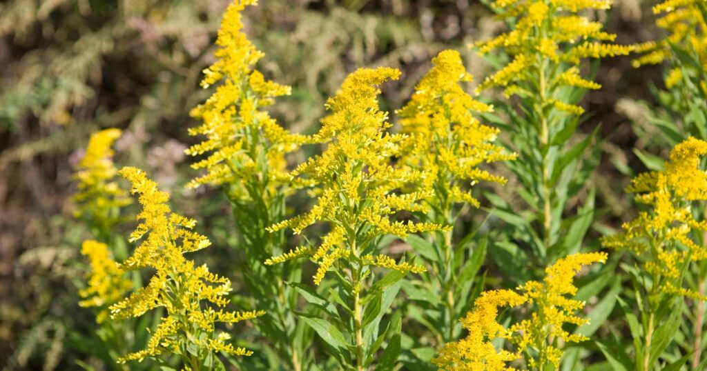Field of tall flower stalks with fluffy yellow clusters of flowers.