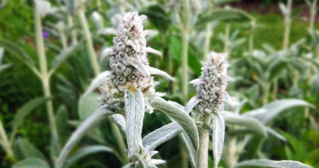 Close up of silvery fuzzy foliage growing on top of a tall flower stalk.