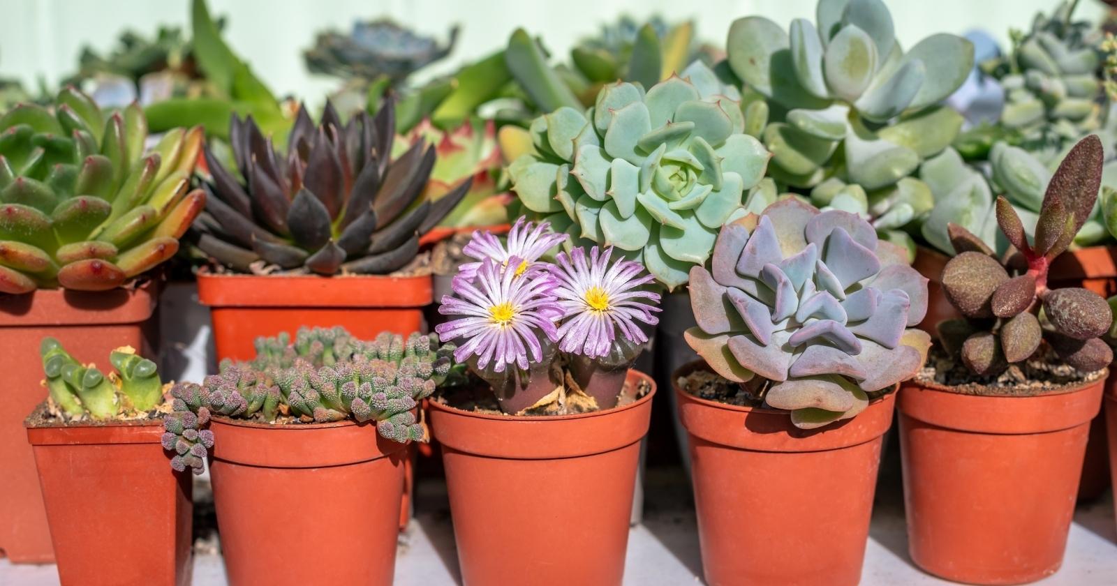 Different Types of Succulents Growing Together on a Table