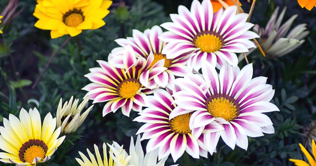 Close up of flowers that are light cream and yellow, each with a dark pink stripe, and large yellow center.
