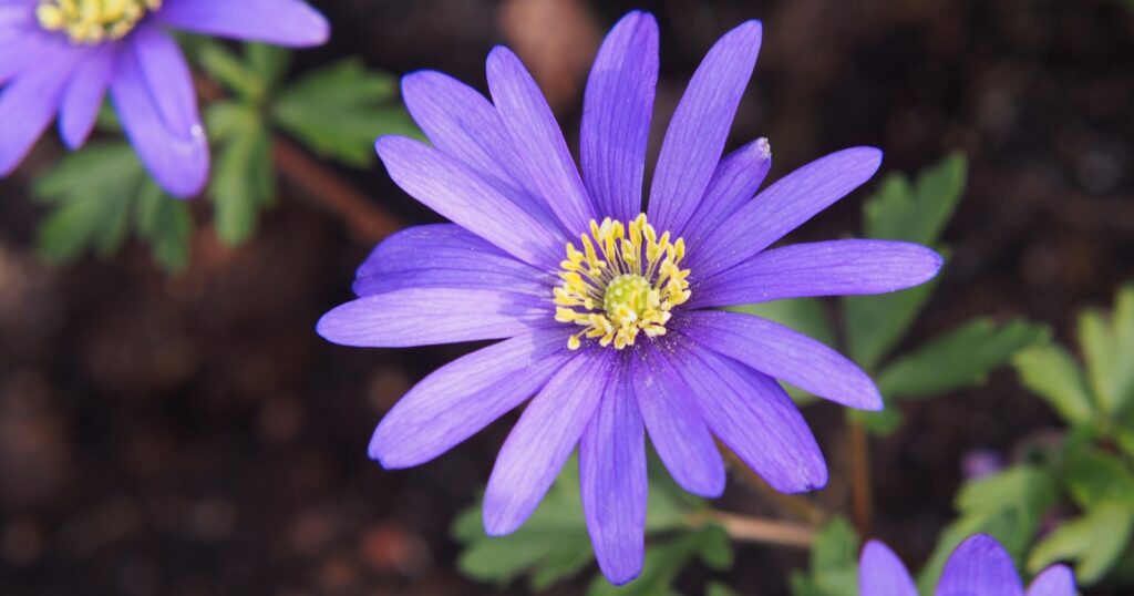 Close up of a bluish-purple flower with long, skinny petals surrounding a spiky yellow center.