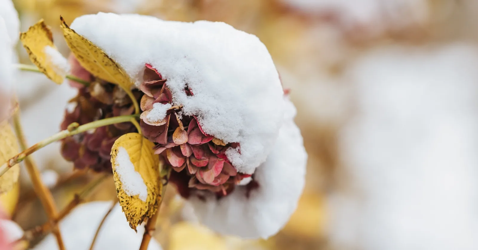 Winter Hydrangea Care