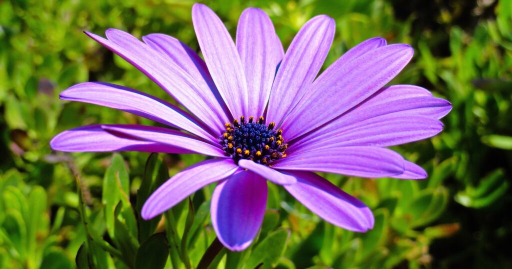 Close up of a purple flower with long, skinny, oval shaped, overlapping petals surrounding a dark purple and yellow center.