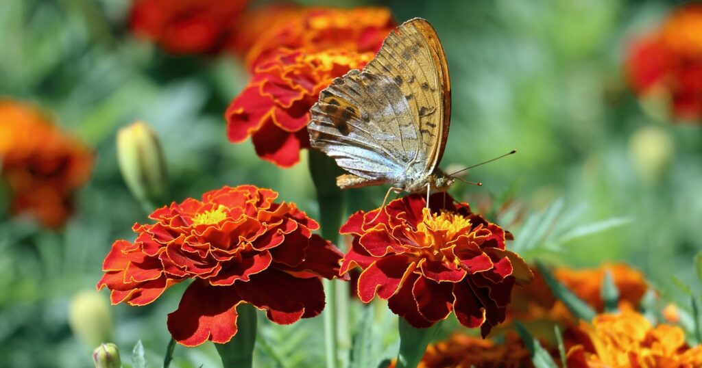 Close up of a butterfly sipping nectar from a bright red flower.
