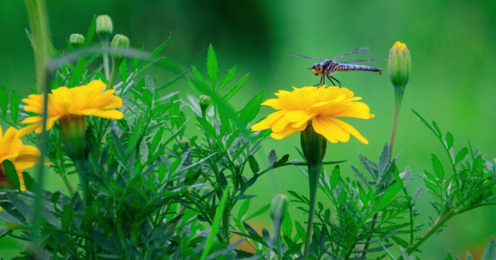 Dragon fly perched on top of a bright yellow flower.