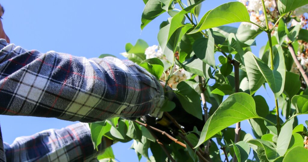 Man wearing a flannel shirt cutting down tall branches from a tree.
