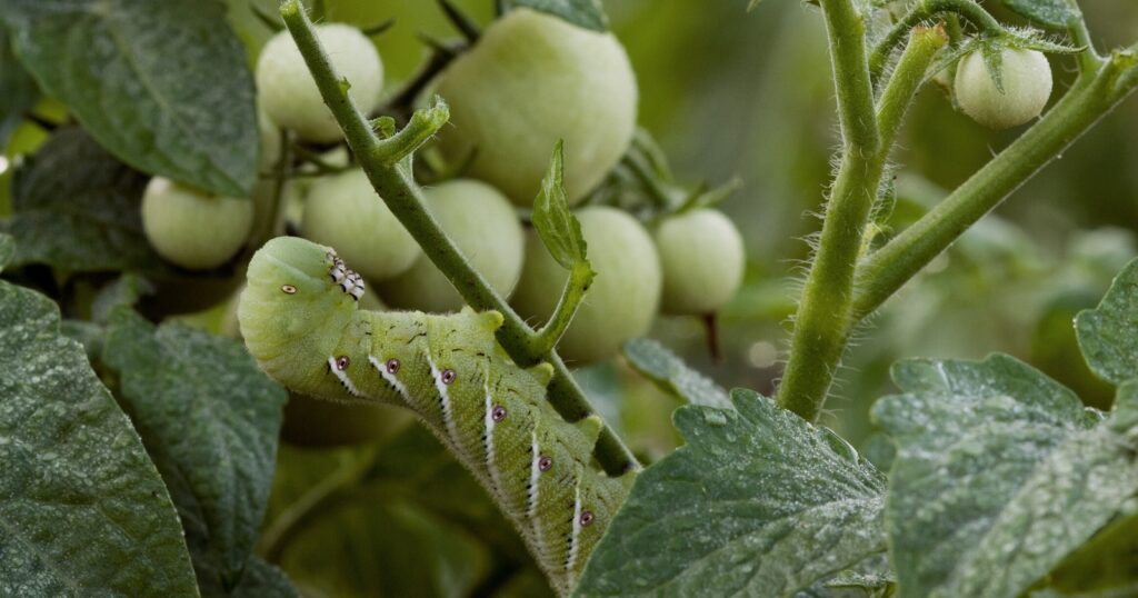 Close up of a large, green worm inching its way up a tomato vine.