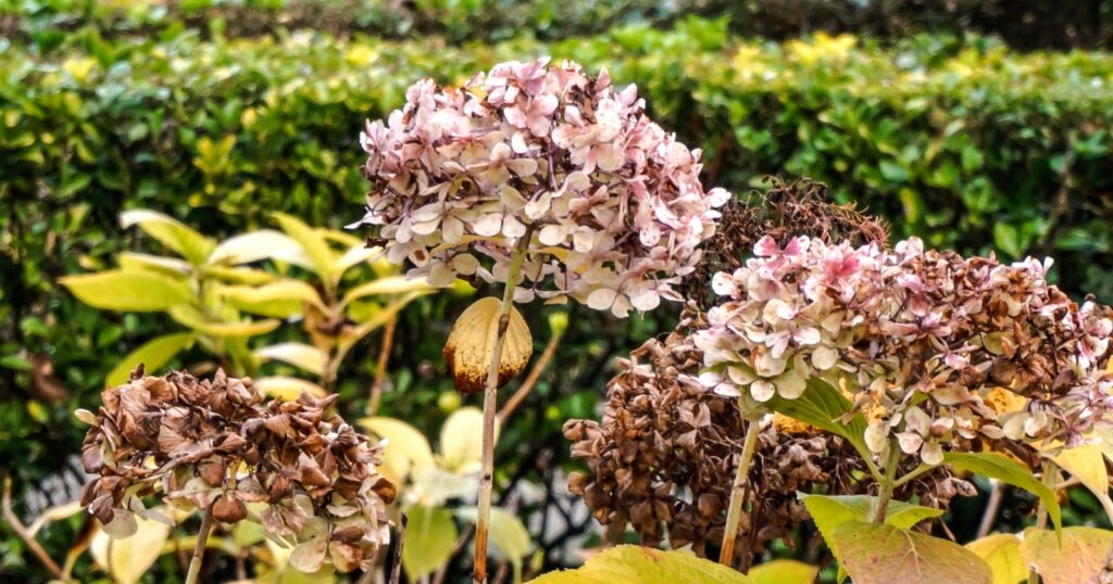 Tall flower stalks with clusters of small flowers in the shape of a ball. Flowers look brown and weathered.