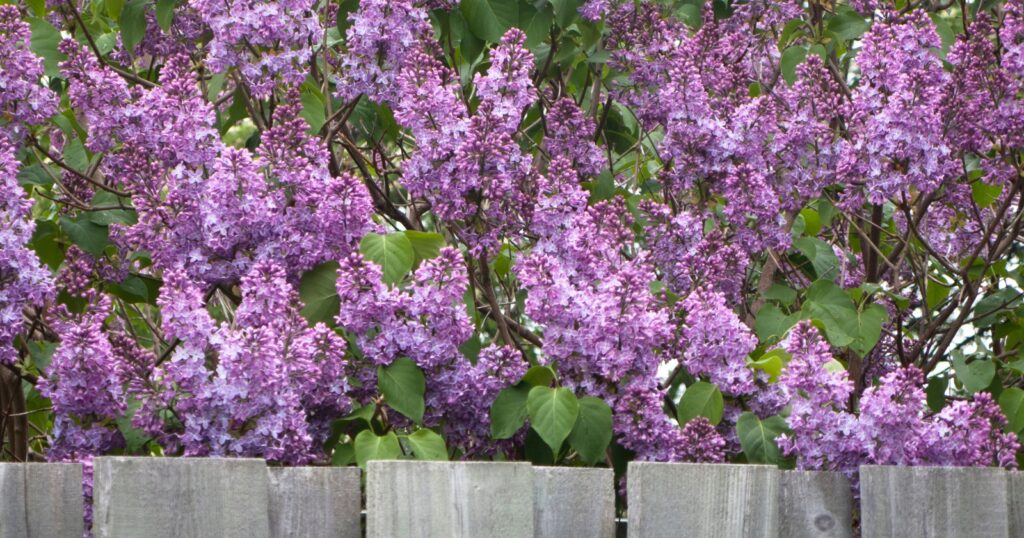 Hedge with large purple clusters of flowers growing behind a wood fence.