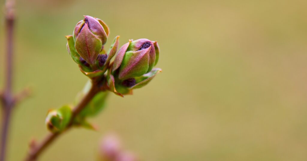Close up of a tiny purple flower bud on top of a branch.