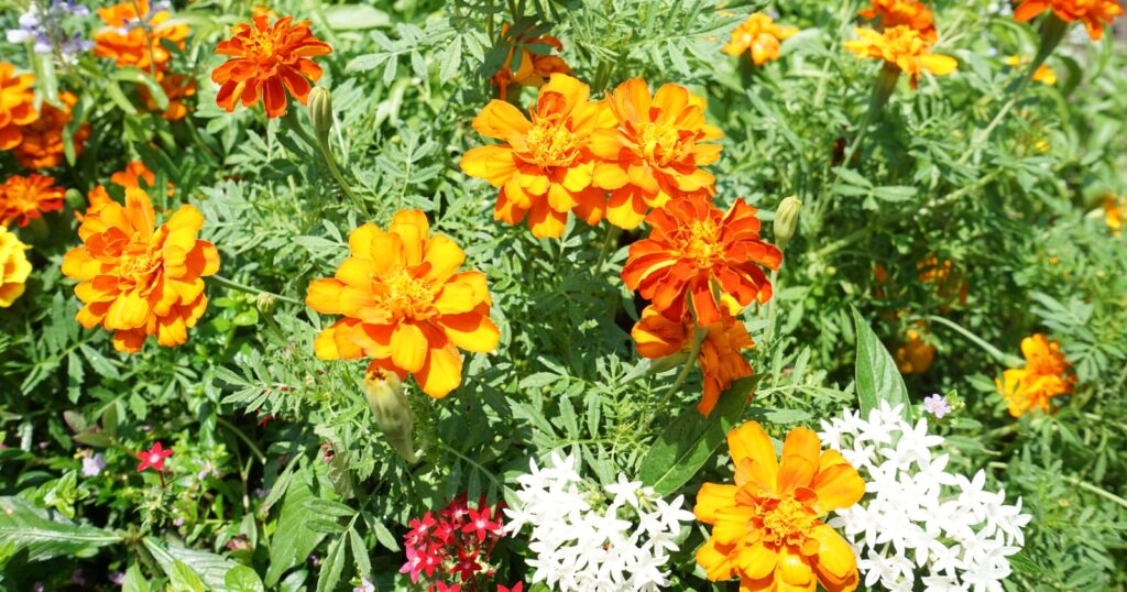 Several orange flowers mixed in with other green leaves and flowers.