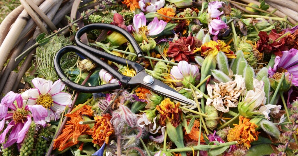 Pile of dried up discarded flower clippings in a basket, with a pair of scissors on top.