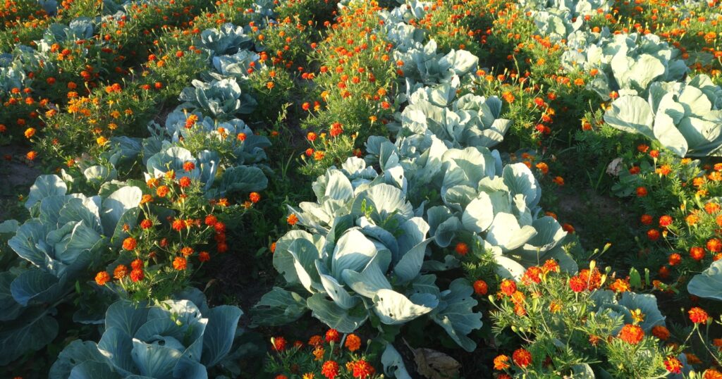 Rows of large leafy crops and patches of bright orange flowers mixed with them.