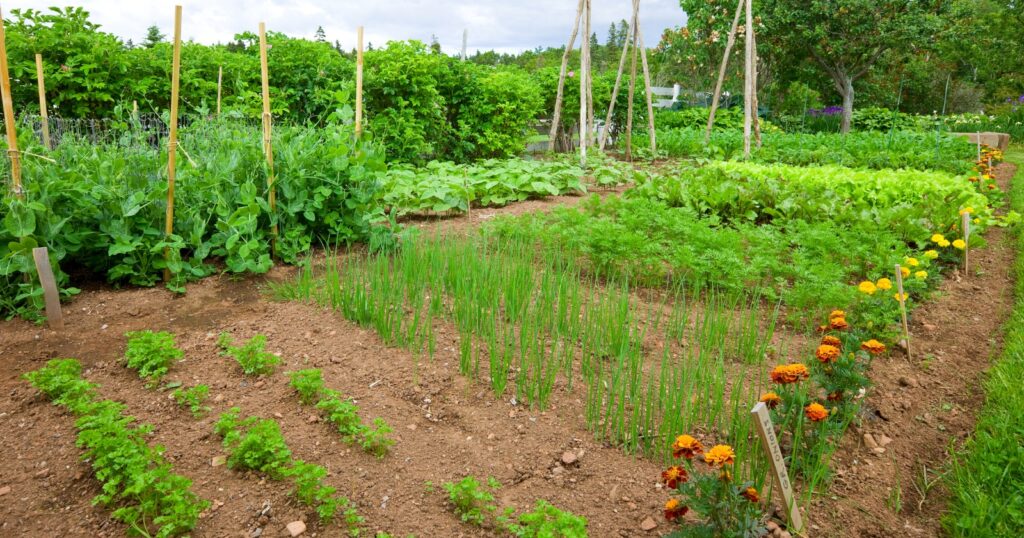 Garden with different rows of crops, with a boarder of orange flowers.