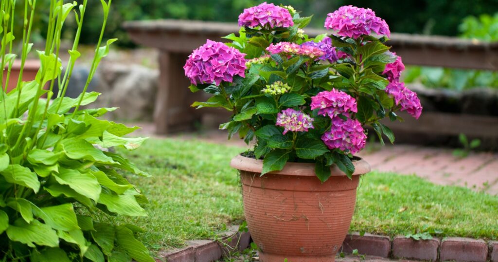 Pink flower plant in a red pot on a brick patio.