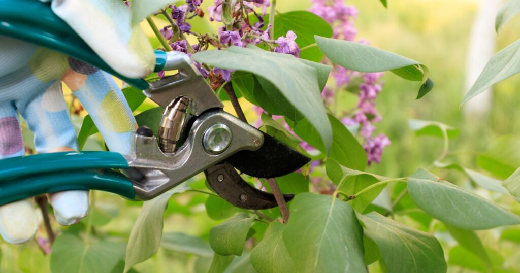 Close up of a hand holding green pruning sheers cutting a branch off of a large shrub with purple flowers.