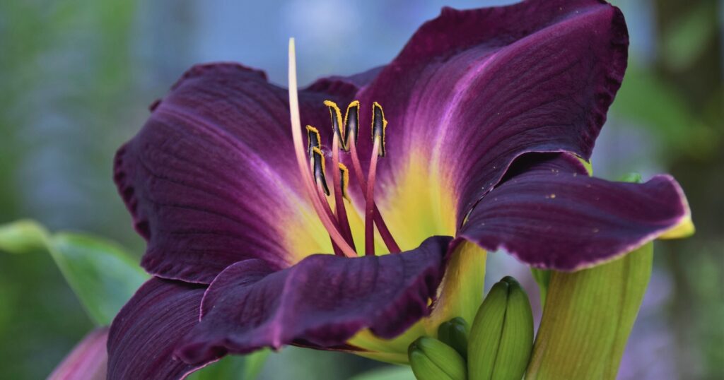 Close up of a dark purple flower with six, large, overlapping petals surrounding long yellow and black stamen.