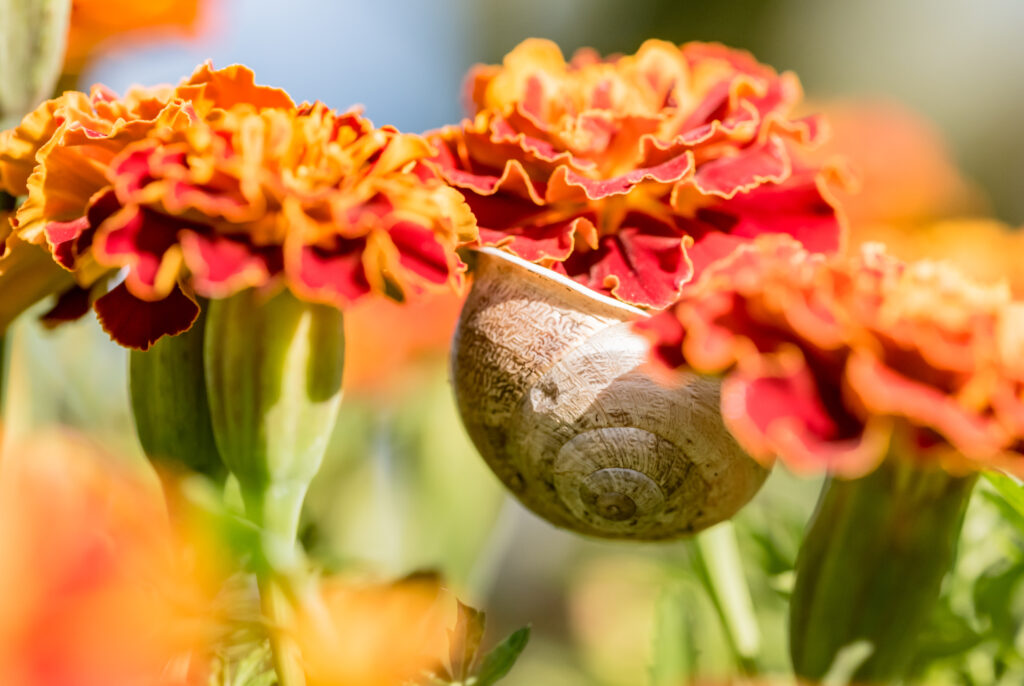 Close up of a large snail hanging upside down from a bright orange flower.
