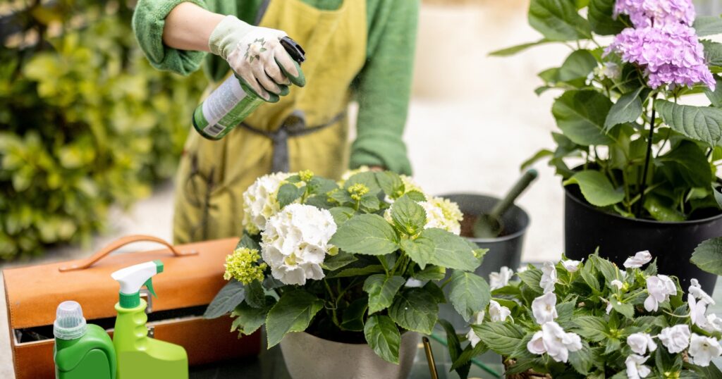 Woman spraying potted flowers with chemicals.