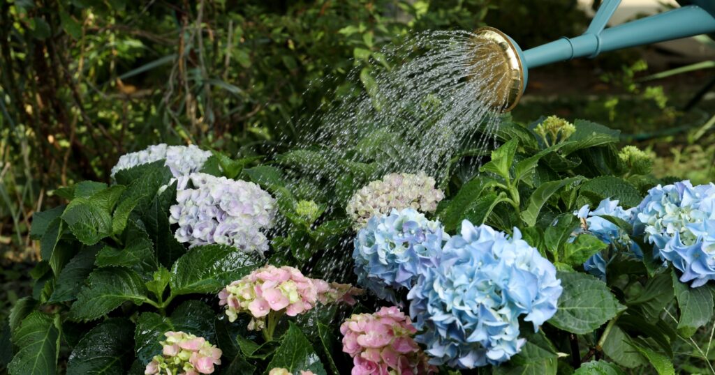 Bush with large rounded blue and pink flowers being watered by a watering can.