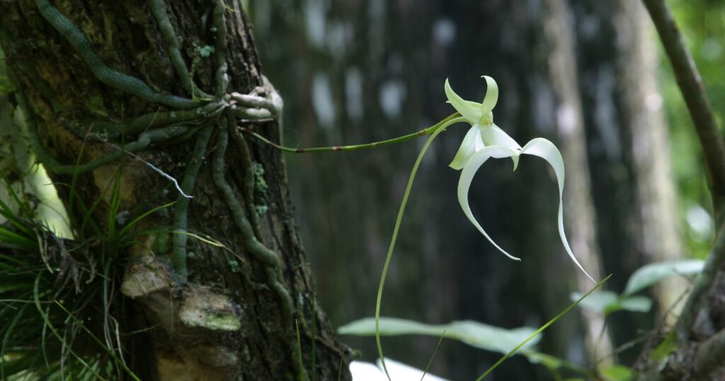 Close up of a white flower growing off the side of a tree. Two skinny vines holding a flower with long trailing, white petals.