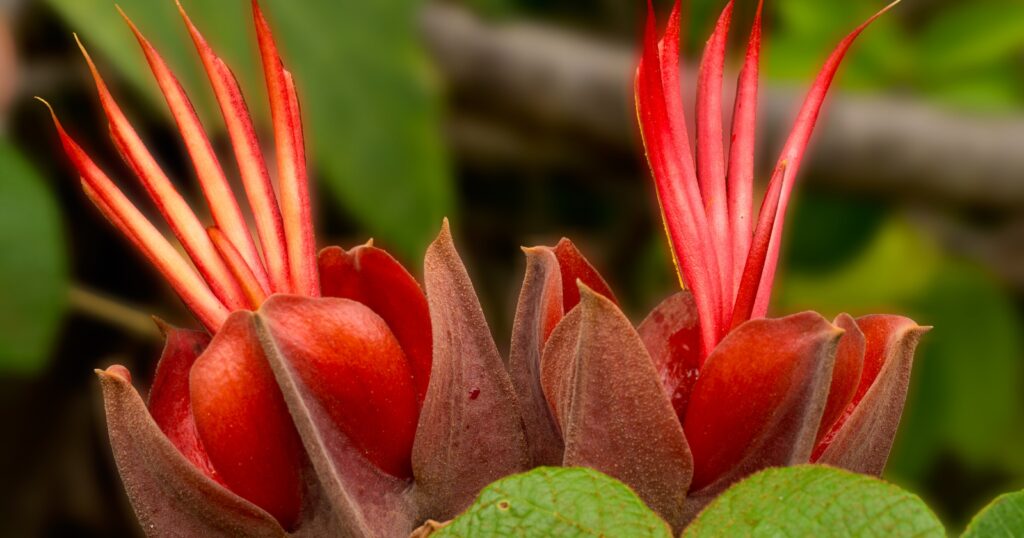 Close up of two large red flowers with thick, cup shaped petals at the base with tall, long pointed stamen growing up from the center.
