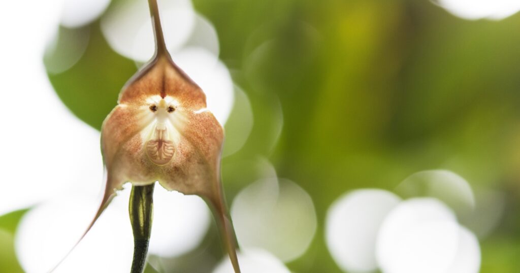 Close up of a light pinkish-brown flower with three round petals that gradually get longer and more pointed at the tips, with the center of the flower resembling the face of a monkey.