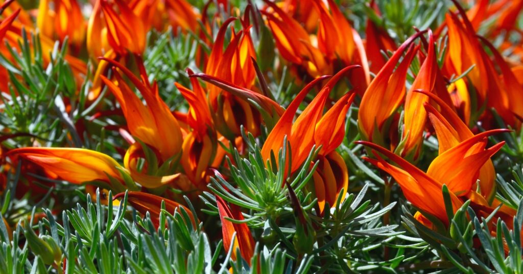 Field of large bright orange flowers with spiky, thick petals.