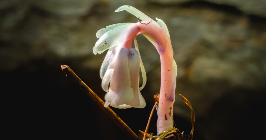 Close up of a light pink and white translucent flower that has a tubular shape.